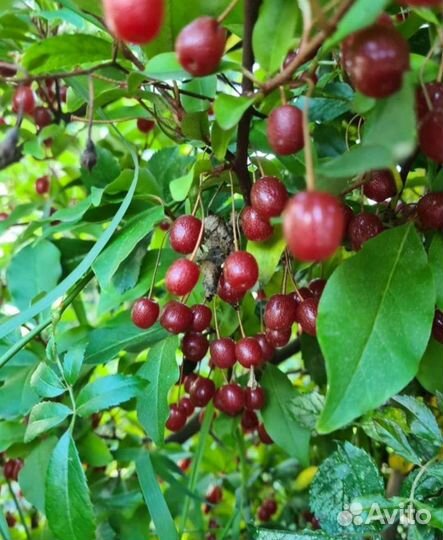 Гуми- Лох Многоцветковый