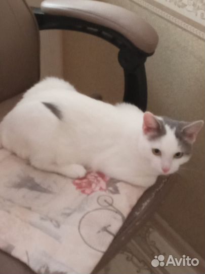 Кот в добрые руки