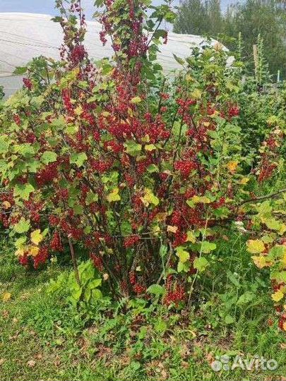 Смородина черная и красная (ягоды)