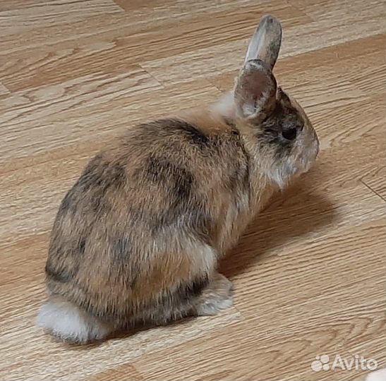 Кролик с клеткой