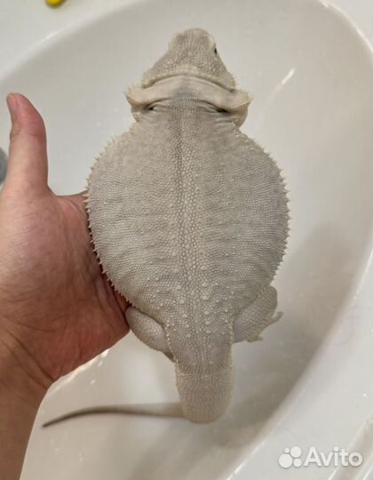 Бородатая агама Zero/Зеро