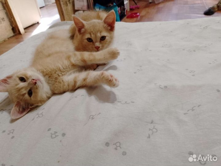 Котятки в добрые руки