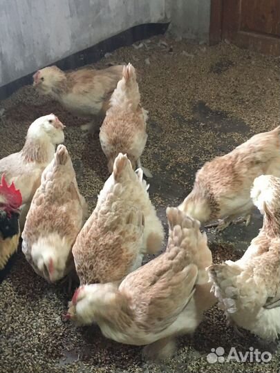 Инкубационное яйцо кур