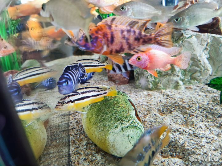 Аквариумные рыбки, Цыхлиды,Акары,Аулонокары и др