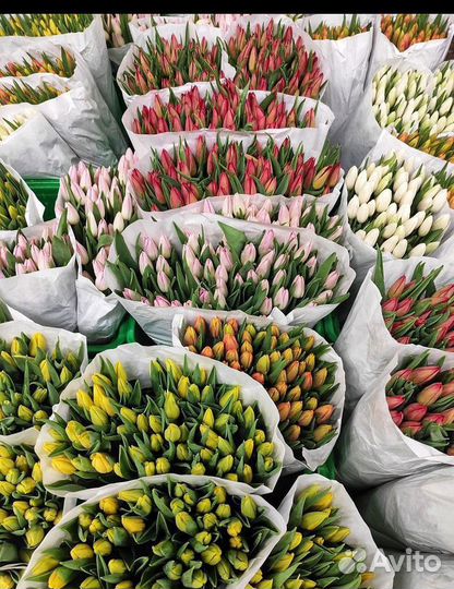 Луковица тюльпанов оптом 12;14+для выгонки