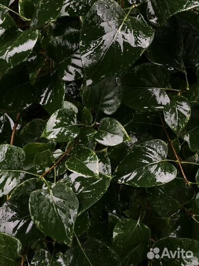 Мобильный фотограф