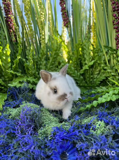 Карликовые кролики Царские