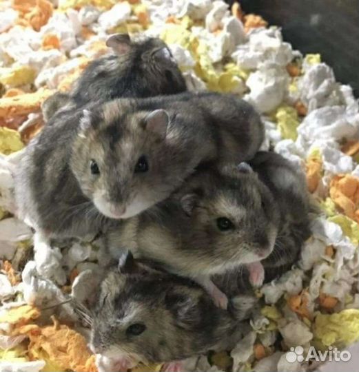 Джунгарский хомяк