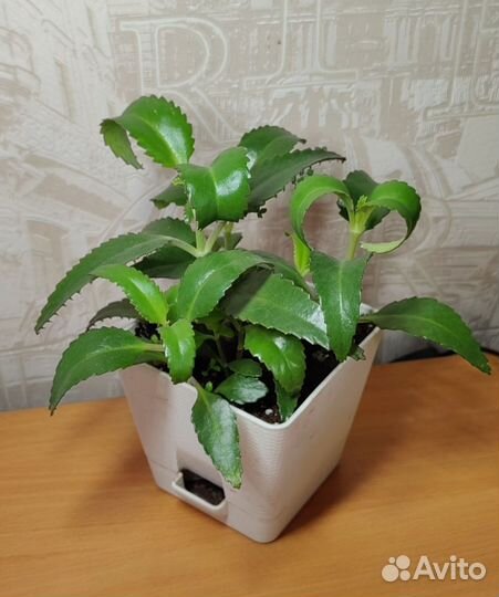 Каланхоэ лечебное