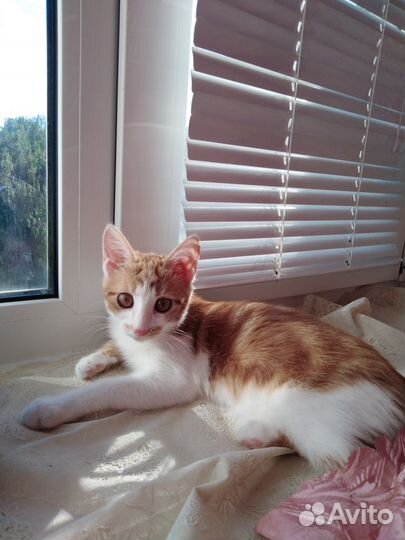 Красавица и озорница Леся ищет дом