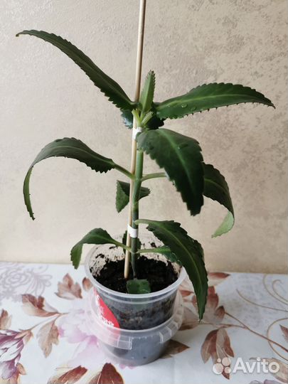 Каланхоэ Дегремона (лечебное)