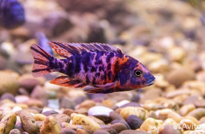 Аквариумные рыбки