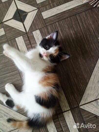 Отдам в добрые руки котят