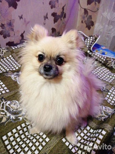 Шпиц девочка вязка