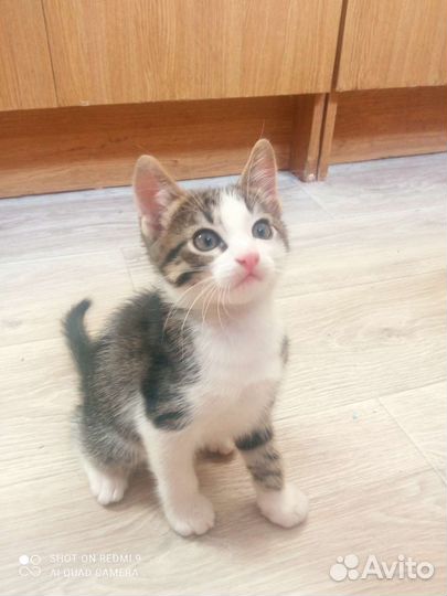 Котенок Пип