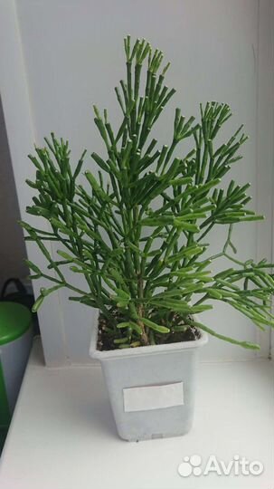 Кактусы хатиора, опунция цилиндрическая