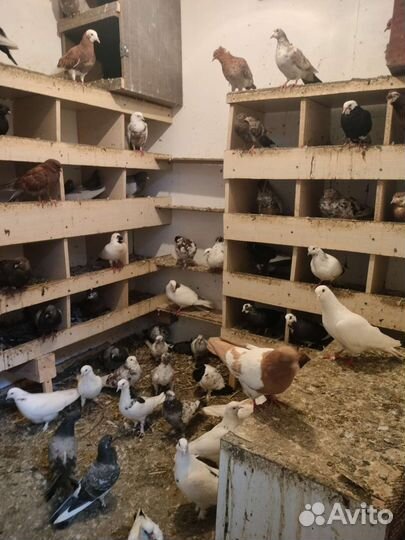 Продажа Голубей