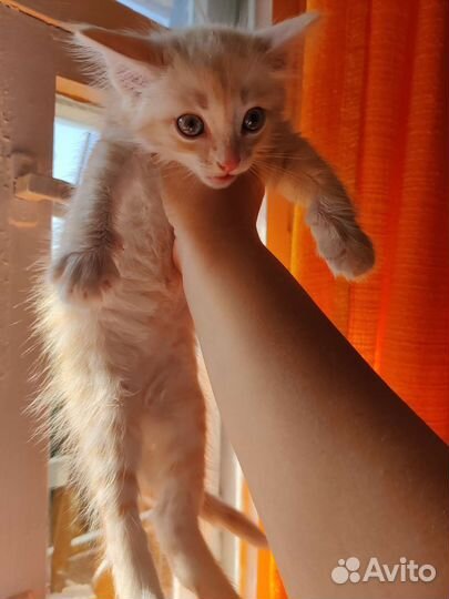 Котенок в добрые руки