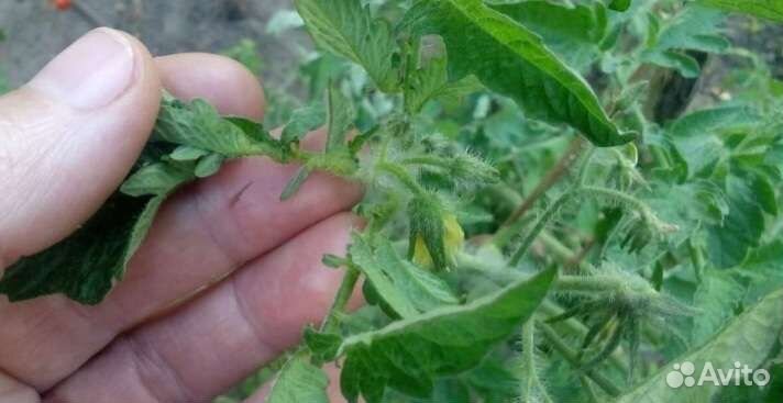 Продается рассада