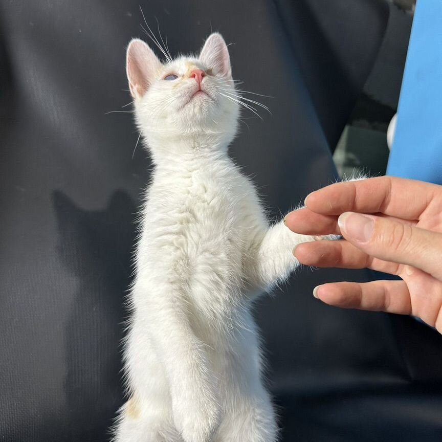 Зайка без глазика котенок белый кошка