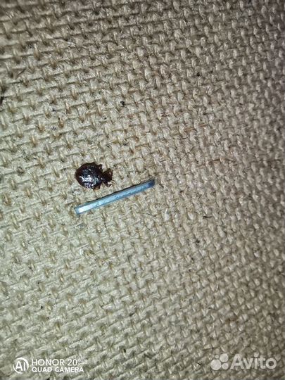 Уничтожение насекомых