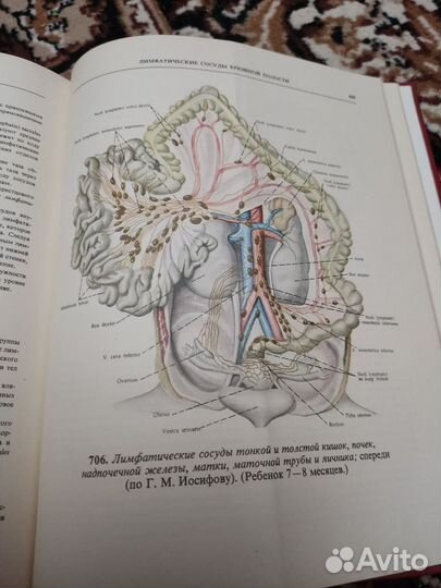 Атлас анатомии человека Синельников