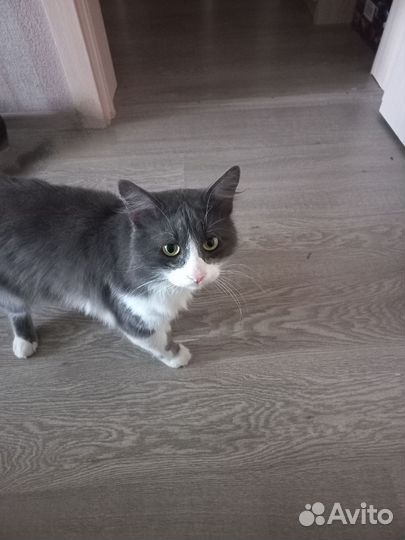 Кот Тихон