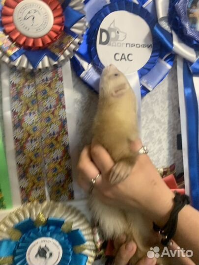 Хорек мальчик