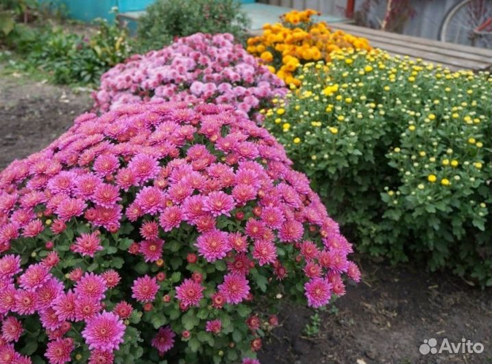 Рассада кустовой хризантемы