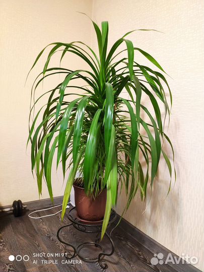 Домашний цветок - Панданус