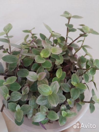 Каллизия розовая пантера