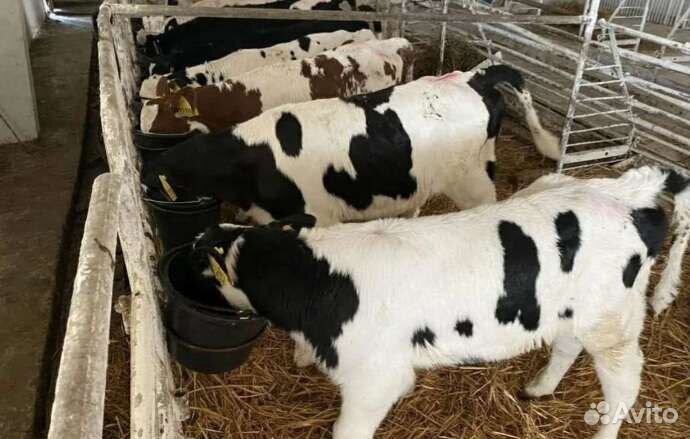 Телята бычки