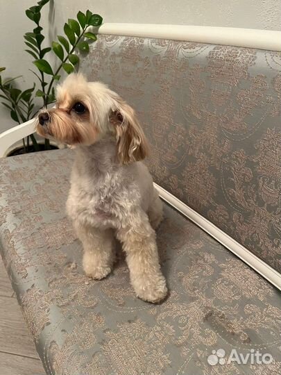 Грумер. Стрижка, вычес собак и кошек