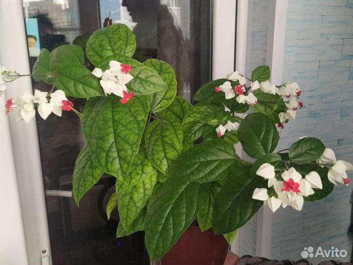 Клеродендрум томпсон