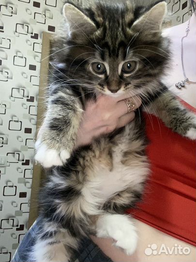 Кошка