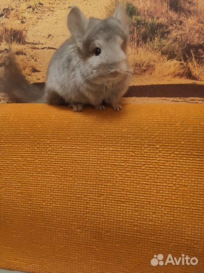 Шиншилла ангора самец