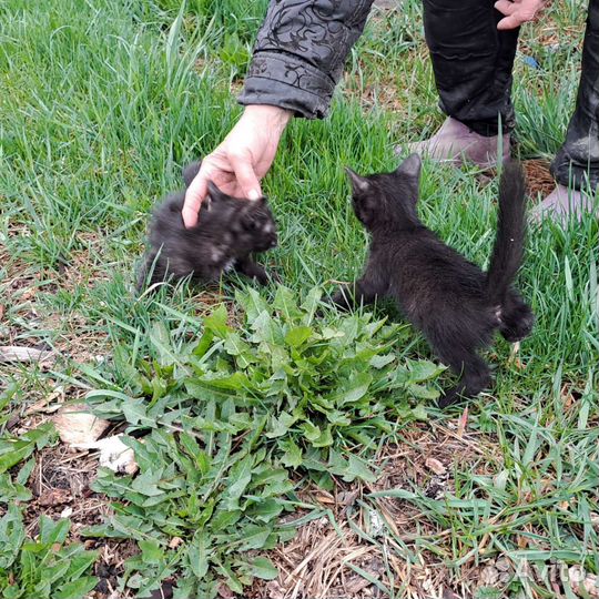 Котята в добрые руки бесплатно