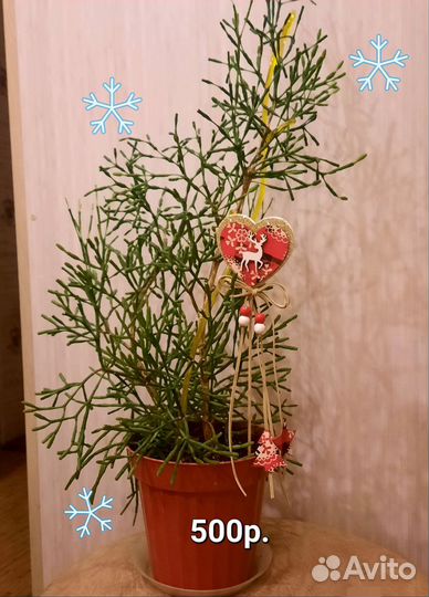 Комнатные цветы,растения,помогаем приюту