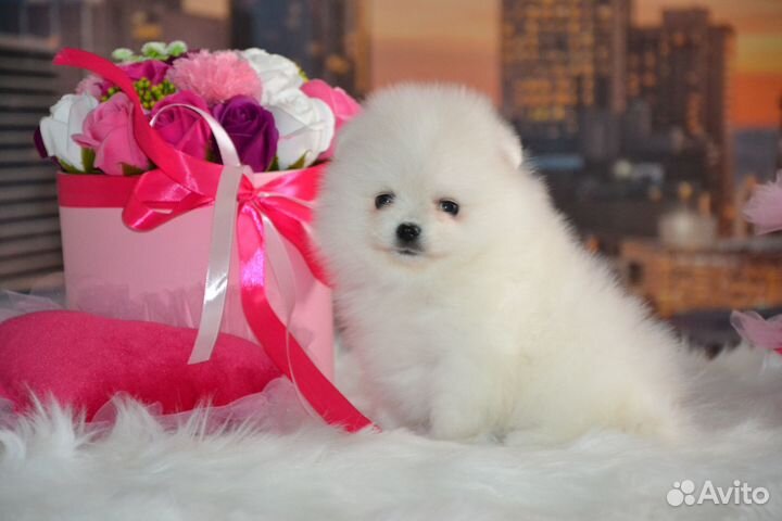 Померанский шпиц мальчики девочки