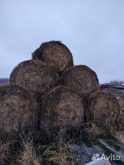 Продам сено в рулонах