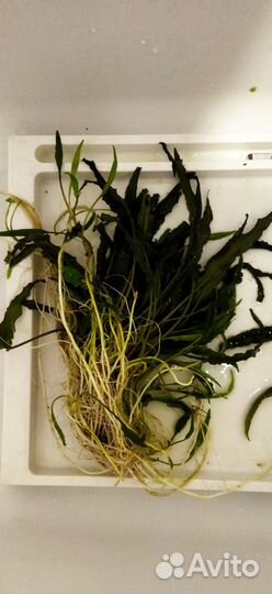 Аквариумные растения