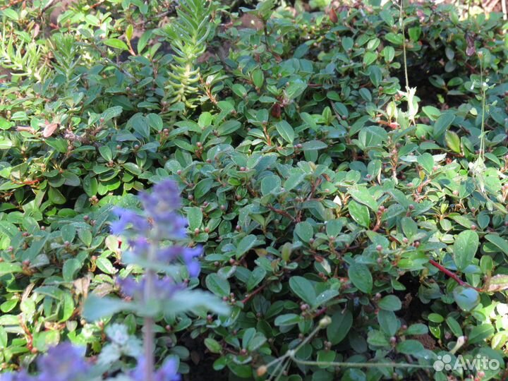 Кизильник почвопокровный Дамера