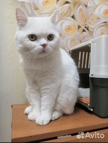 Персидский котик в добрые руки объявление продам