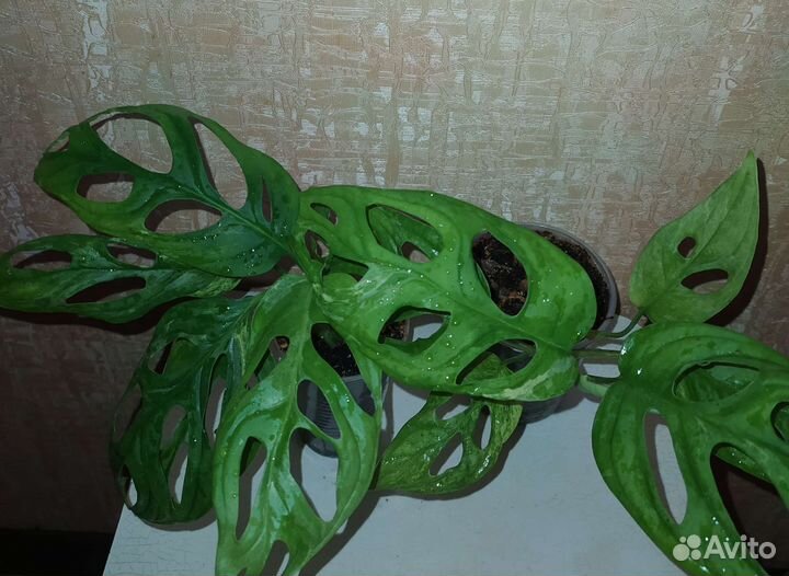 Монстеры разные от 11.08.23г