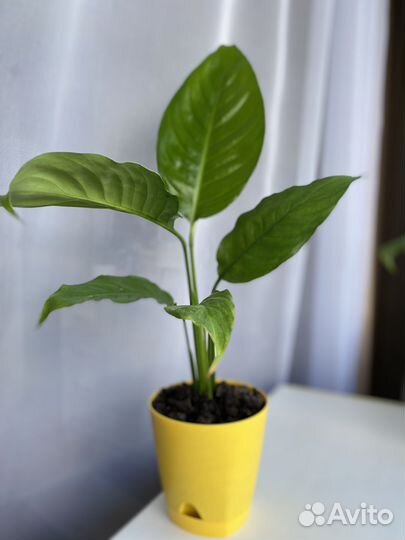 Спатифилум