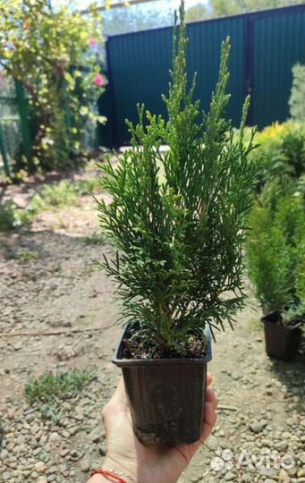 Туя Смарагд, можжевельники