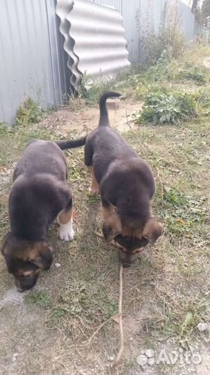 Два бездомных щенка