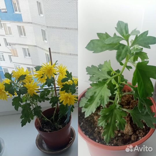 Педилантус, Аглаонема