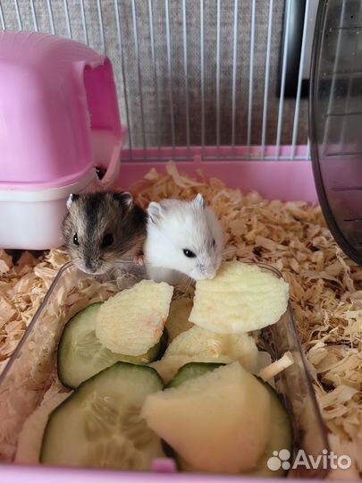 Джунгарский хомяк