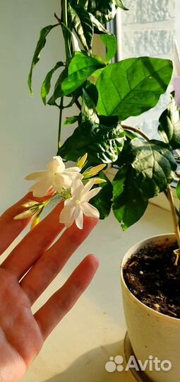 Арабский жасмин